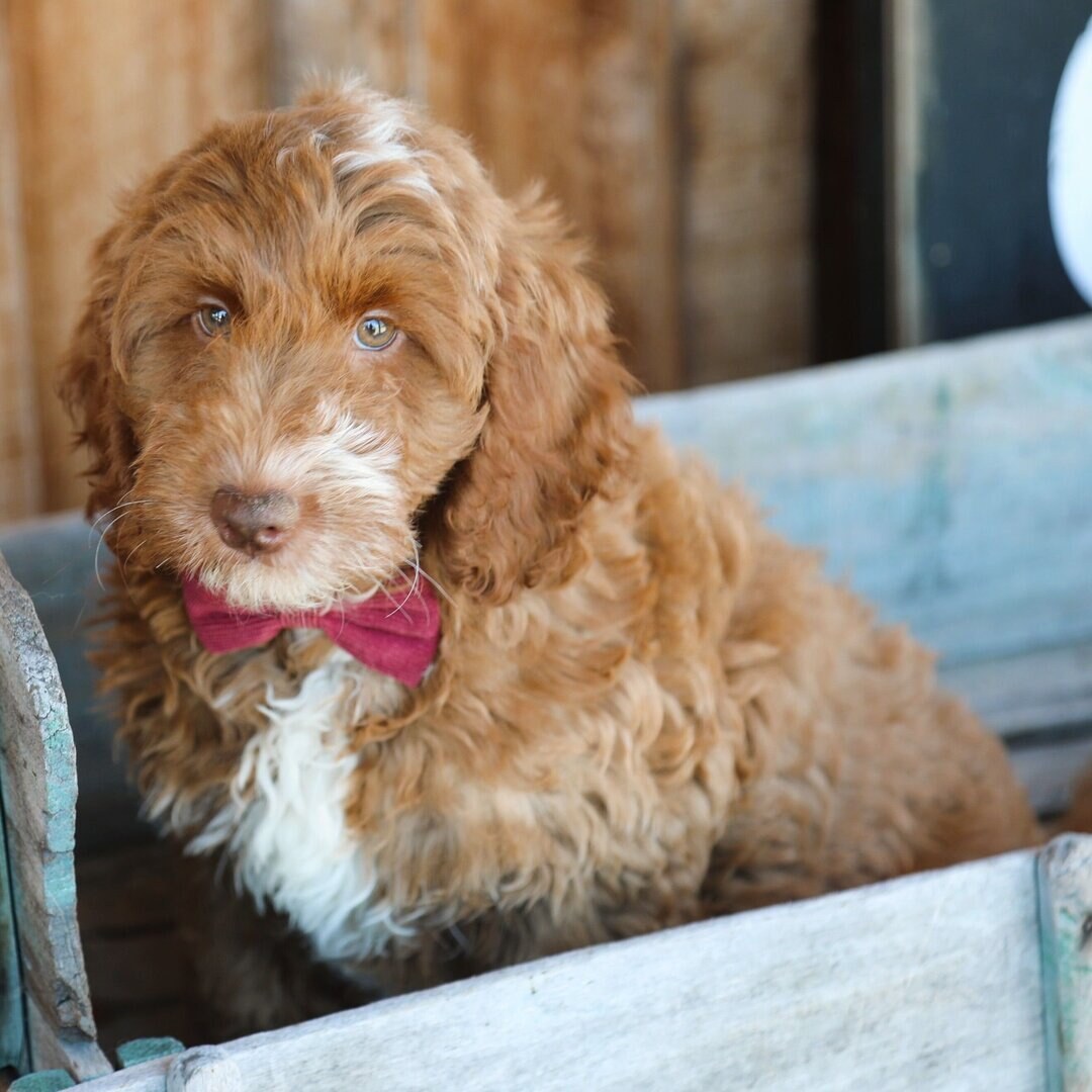 JORDAN – GOLDENDOODLE PUPPY (JORDAN)