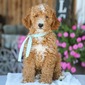 HARLEY – GOLDENDOODLE PUPPY (HARLEY)