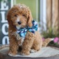 LAKE – GOLDENDOODLE PUPPY (LAKE)