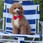 TOBY – CAVAPOO PUPPY (TOBY)