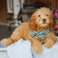 MILLER – GOLDENDOODLE PUPPY (MILLER)