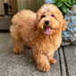 SIDNEY – MALTIPOO PUPPY (SIDNEY)