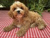 SAMMY – CAVAPOO PUPPY (SAMMY)