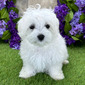 HANK – MALTESE PUPPY (HANK)