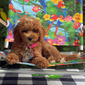 MISS DAISY – GOLDENDOODLE PUPPY (MISS DAISY)