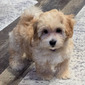 REMI – MALTIPOO PUPPY (REMI)