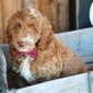 JORDAN – GOLDENDOODLE PUPPY (JORDAN)