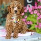 PIPER – GOLDENDOODLE PUPPY (PIPER)