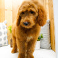 ALFIE – GOLDENDOODLE PUPPY  (ALFIE )