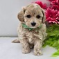 POPPY – MALTIPOO PUPPY (POPPY)