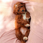 CARLI – GOLDENDOODLE PUPPY (CARLI)