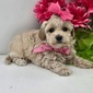 CASSIE – MALTIPOO PUPPY (CASSIE)