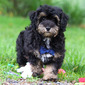 EVAN – HAVAPOO PUPPY (EVAN)