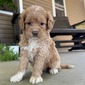 QUEENIE – GOLDENDOODLE PUPPY (QUEENIE)
