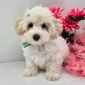 JARVIS – MALTIPOO PUPPY (JARVIS)