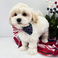 RINGO – MALTIPOO PUPPY (RINGO )