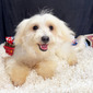 CURTIS – MALTIPOO PUPPY (CURTIS)