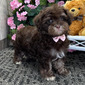 FERGUS – HAVANESE PUPPY (FERGUS)